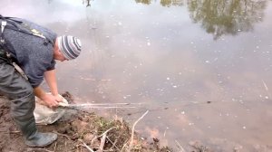 ловим рыбу мы сетями