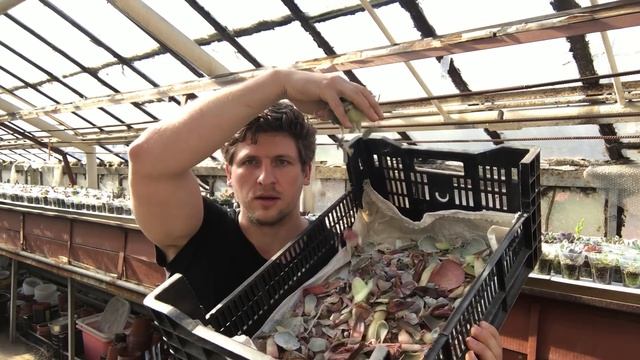 Георгий Аристов - почему я не продаю листики суккулентов