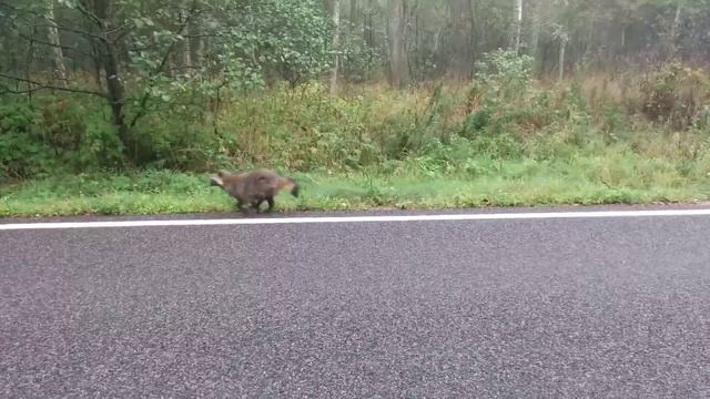 На Куршской косе встретил зверей, которых раньше не видел смотреть онлайн