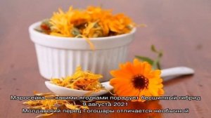 Заготавливаем календулу правильно