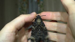 Бабочка Мёртвая голова пищит