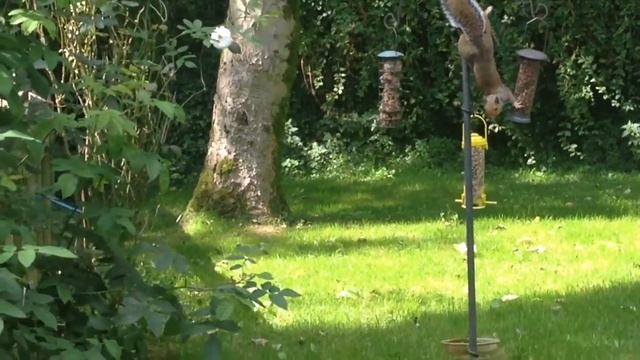 Big Ass Squirrel! смотреть онлайн