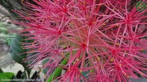 Scadoxus Multiflorus (Martyn) Raf. | Flowering Plants | ?? Panama |
