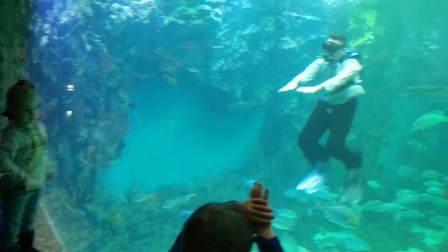 Поход в ОКЕАНАРИУМ Крокус Сити смотреть онлайн