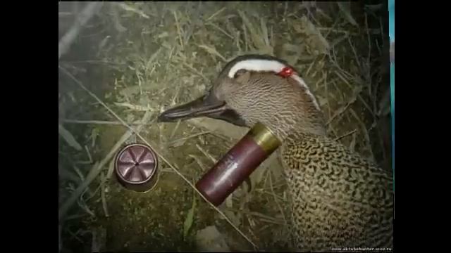 Весенняя охота на селезня дикой утки. смотреть онлайн
