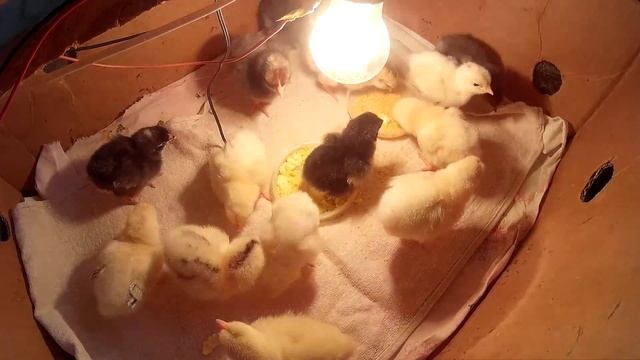 Уход за новорожденными цыплятами смотреть онлайн