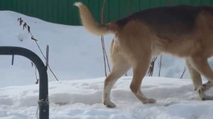 КАК СОБАКА ОХРАНЯЕТ ДАЧУ(ЮМОР)