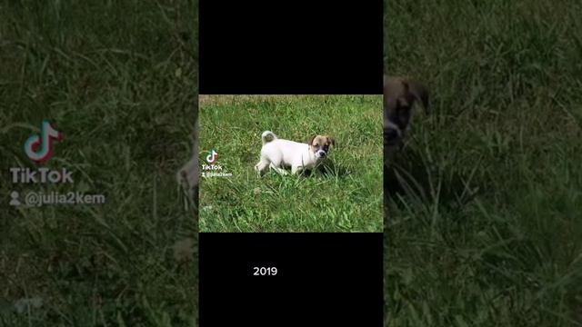 Jack Russell terrier Evolution 2019-2021