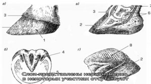 Анатомо-физиологические особенности копыта лошади