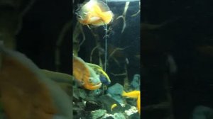 Чем кормить цихлид и карпов кои.