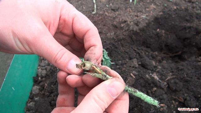 Вянет рассада томатов, её сожрал проволочник!