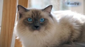 Ragdoll - большая и пушистая ЛЕНЬ. (Кошки породы "рэгдолл")