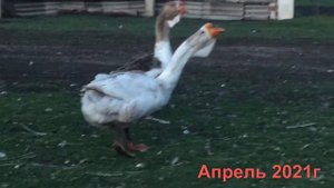Холмогорские Гуси. Изменение экстерьера с возрастом