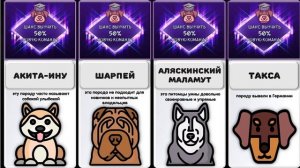 ? Самые Умные Породы Собак в Мире ?