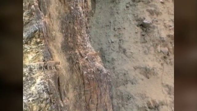 горные козлы в Саянах. Козлы прыгают по отвесным скалам. смотреть онлайн