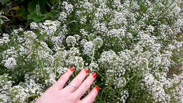 АЛИССУМ вегетативный, условия выращивания и отличие от семенного алиссума, советы Ани смотреть онлайн
