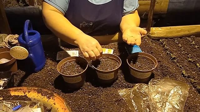 Сажаем семена Годеции (Godetia) в горшки. смотреть онлайн