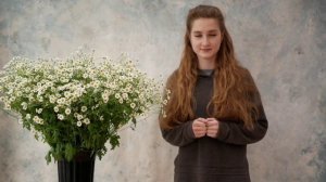 Обзор на кустовую Ромашку - Матрикарию.