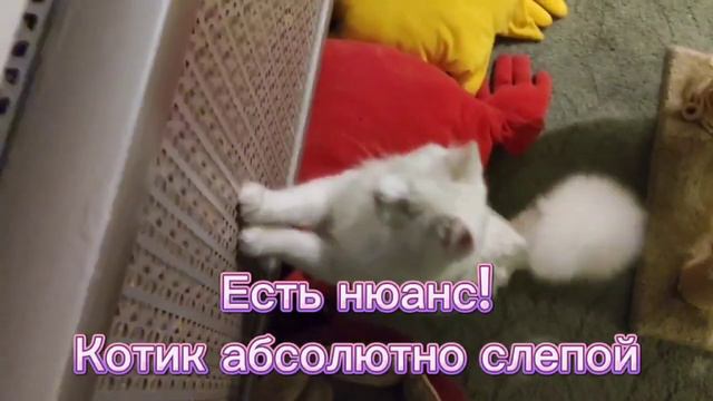 Москва! Слепой котёнок ищет дом😍 смотреть онлайн