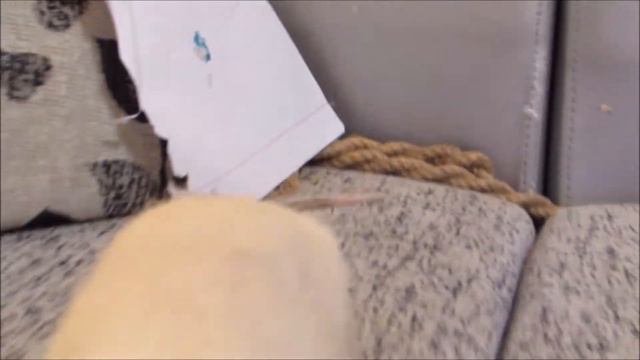 Крысики и кроссворд 090120 смотреть онлайн