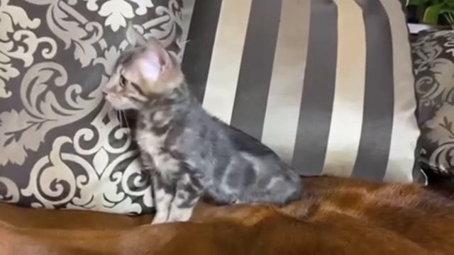 Чаузи F2 кошечка