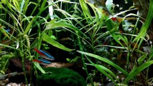 ГИГРОФИЛА ИВОЛИСТНАЯ. СОДЕРЖАНИЕ В АКВАРИУМЕ