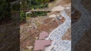 Посадка сибирских ирисов.