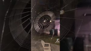 Вот как паук плетёт паутину пока все спят!