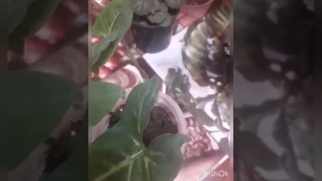 #ботсад #распродажа #пеперомии #дуранта #кардилина #цветочныймикс Мои новинки.???☘? смотреть онлайн