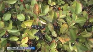 В Патриаршем саду во Владимире растут мичуринские сорта рябины