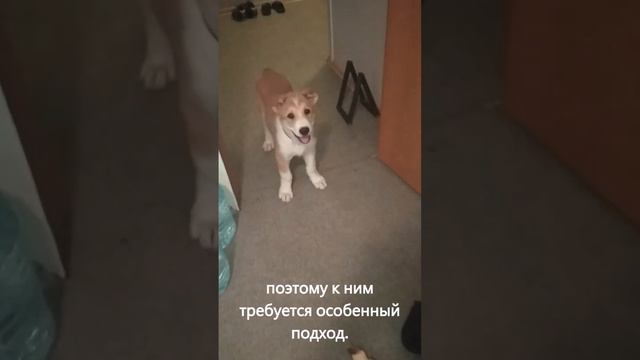 Джума. Среднеазиатская овчарка, туркменский волкодав, алабай, бурибасар, тобет, щенок, популярное. смотреть онлайн