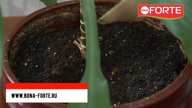 Подкормка комнатных растений пролонгированным наноудобрением .Подходит для рассады и саженцев