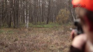 Охота в Беларуси. За трофеем в Беловежскую пущу. Часть 2