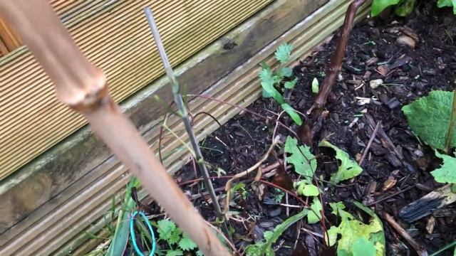 05, Clematis over winter смотреть онлайн