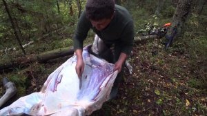 ЛУЧШИЙ ТЕСТ-ДРАЙВ НОЖЕЙ АКЕЛА, разделка лося