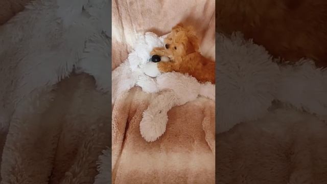 Мальтипу Мини Щенки. Проф. питомник в Киеве. +38063-613-28-34 Самые красивые малыши МальтипуМини