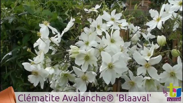 Clematis x cartmanii Avalanche® 'Blaaval' - Pépinières TRAVERS - Spécialiste des plantes grimpantes смотреть онлайн