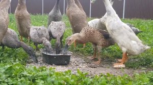 Индийские бегунки Возраст 8 месяцев