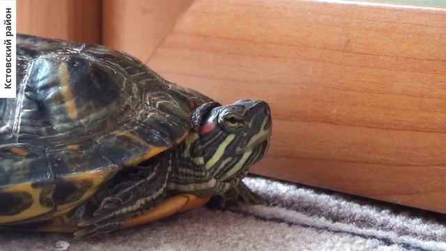 Кстовский район. Жильё для молодых семей смотреть онлайн