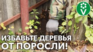 КОРНЕВАЯ ПОРОСЛЬ ЗАБИРАЕТ ПИТАНИЕ У ДЕРЕВЬЕВ И ВАШ УРОЖАЙ! Удаляйте ее ПРАВИЛЬНО!