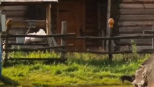 "НОВЕЙШАЯ ИСТОРИЯ ВЕДОВСТВА"  51 серия, (автор Наталья Меркулова). Мистика. История на ночь.