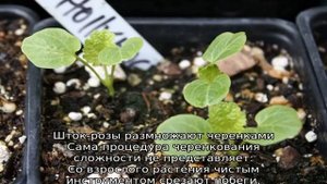 Мальва многолетняя: посадка и уход