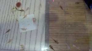 О кормлении аксалотлей с первых дней жизни до взрослой особи