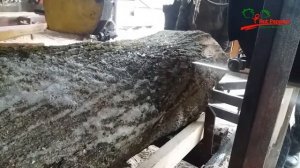 Липовый горбыль с лыком