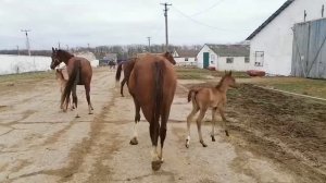 Малыши подрастают 🌞 Конеферма Эквилайн. Россия, Краснодарский край, г. Абинск
