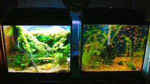 Обзор аквариумов 4К. Итоги месяца (Ноябрь 2020)