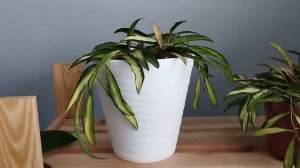 Блиц обзор сорта -  Хойя вайети триколор