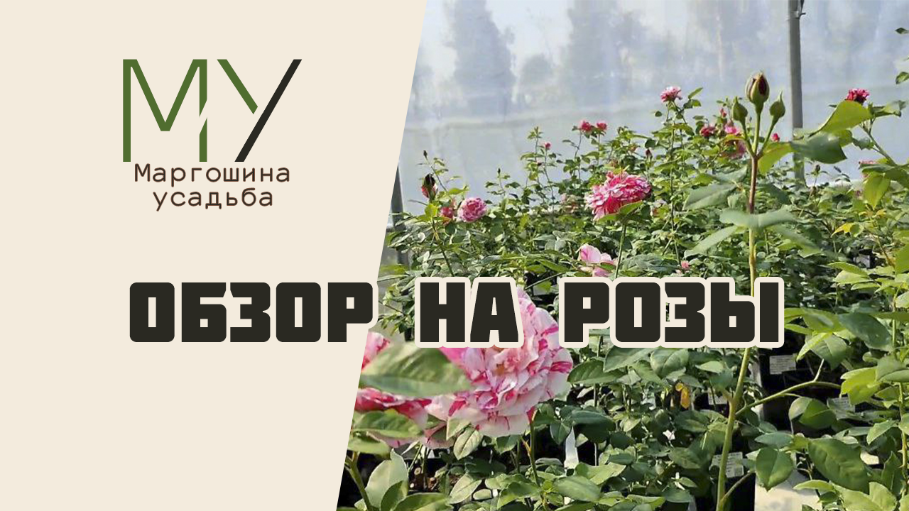 Садовый центр Бояркино. Обзор на розы