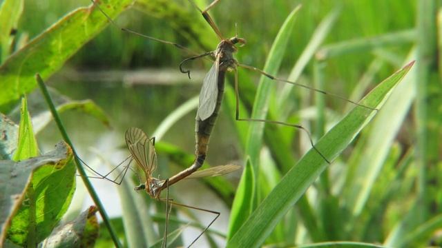 Комар долгоножка или "Малярийный комар" )) Crane fly смотреть онлайн