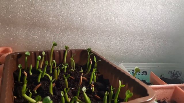 #Адениумы, #Комнатныерастения, #Саккуленту,